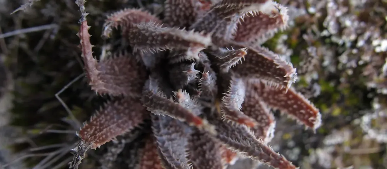 Aloe parvula