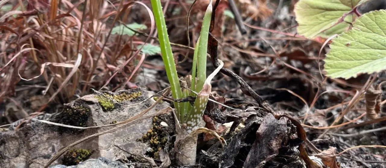 Aloe fouriei