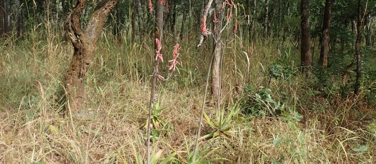 Aloe christianii