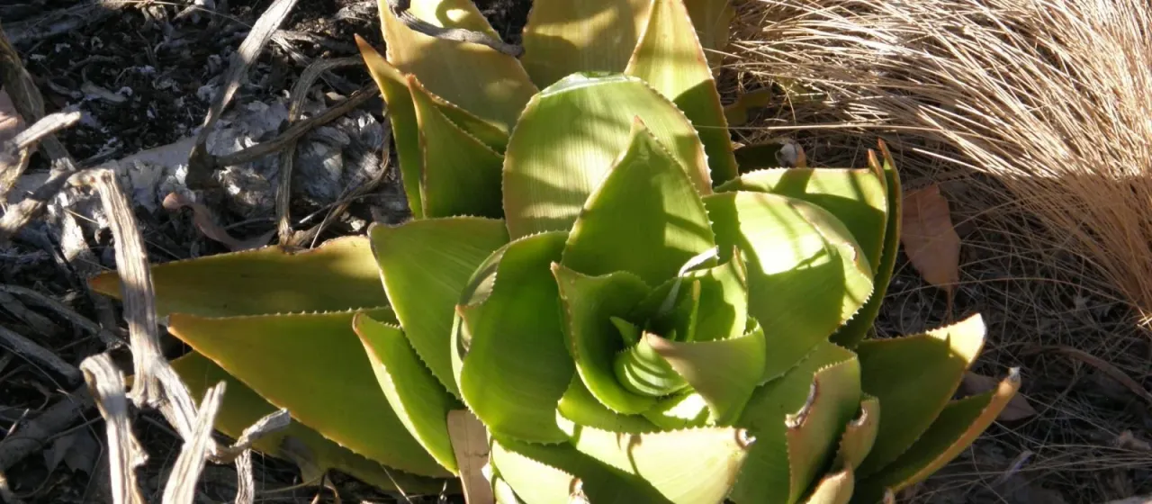 Aloe deltoideodonta