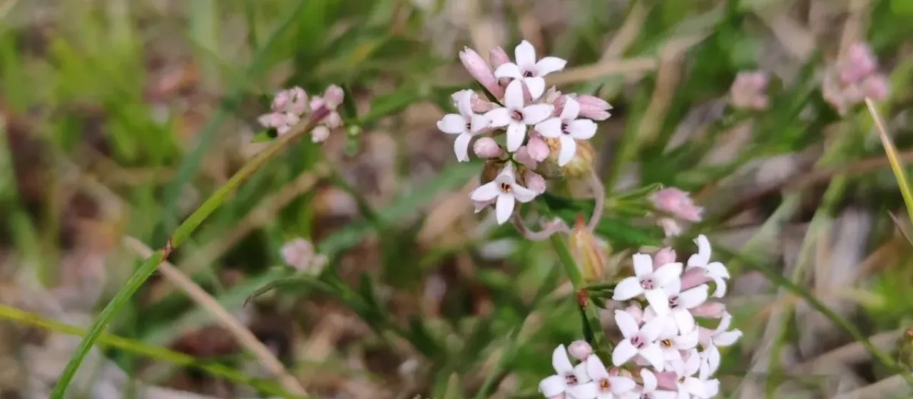 Beck's Woodruff