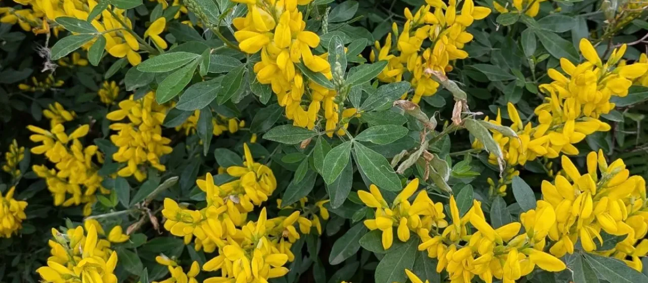 Canary Island Broom