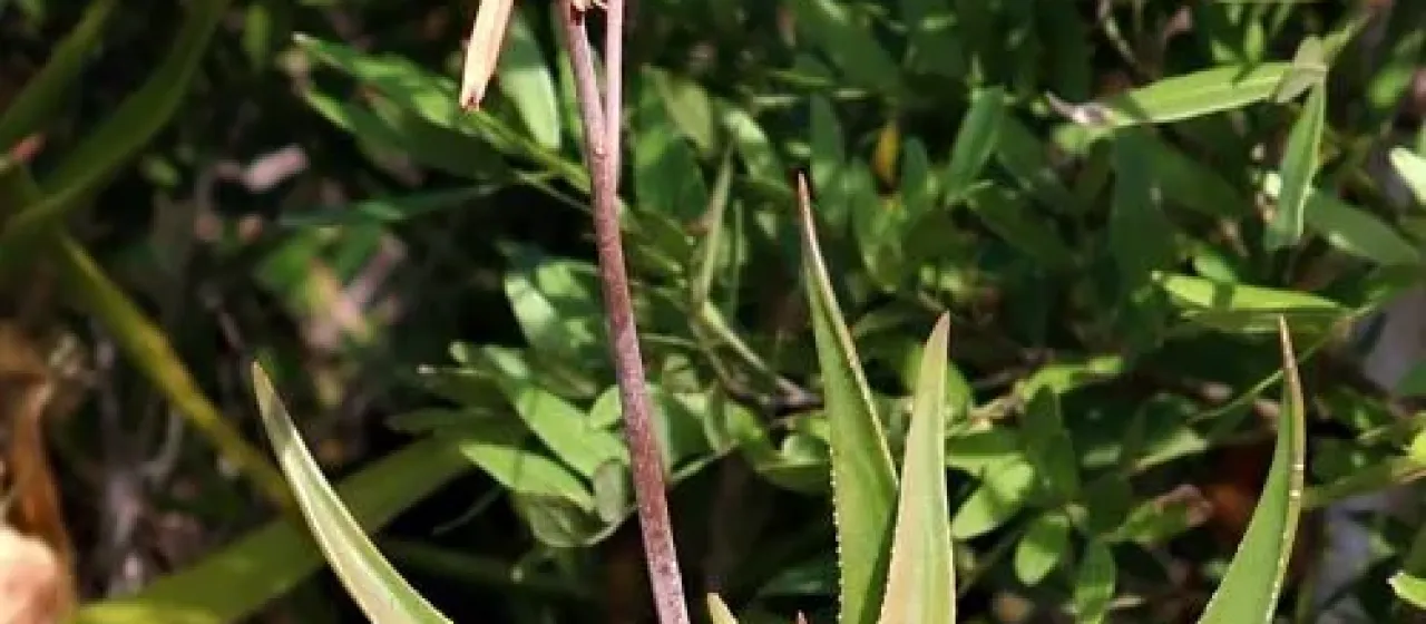 Aloiampelos gracilis