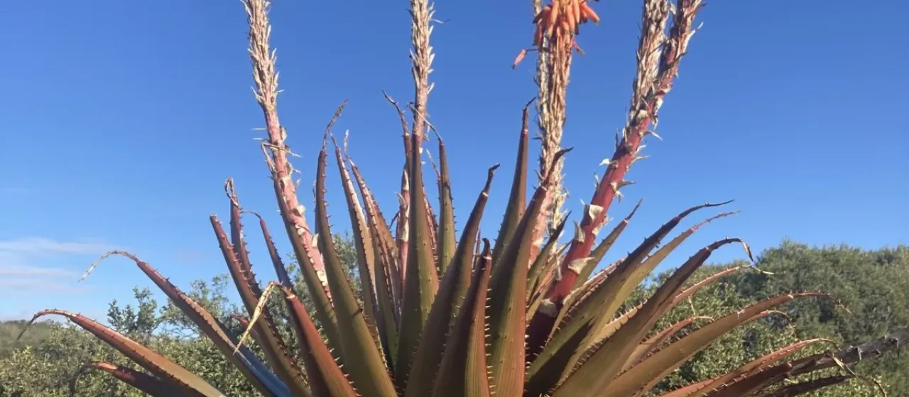 Aloe lineata