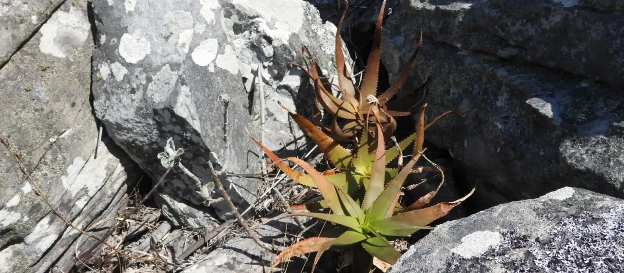 Aloe ibitiensis