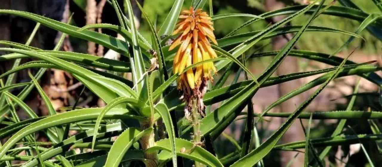 Aloiampelos striatula