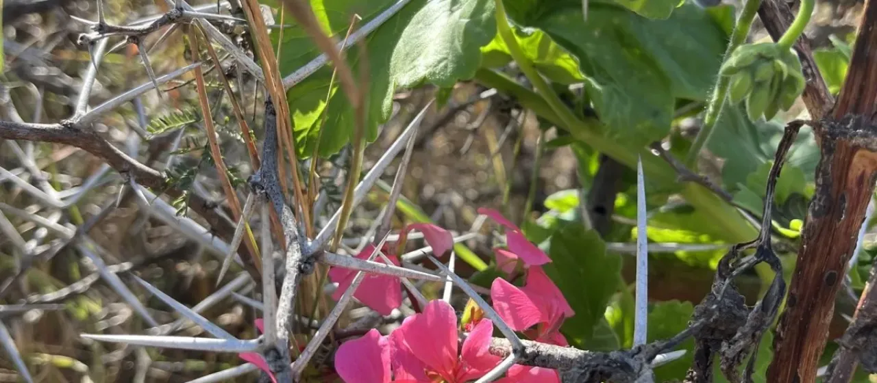 Pelargonium acraeum