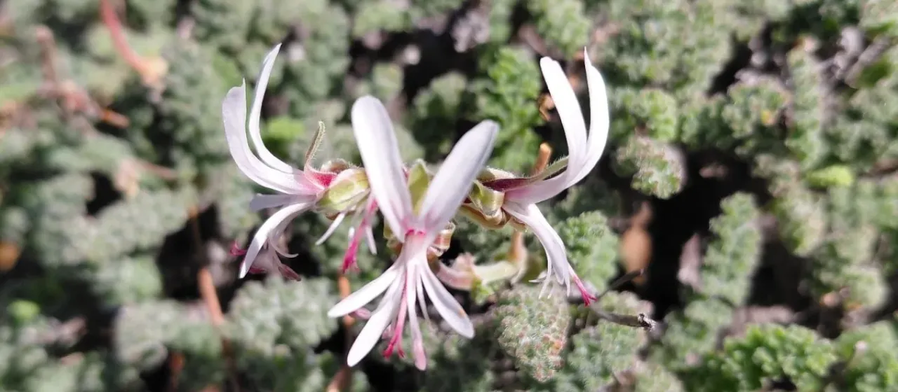 Pelargonium alternans