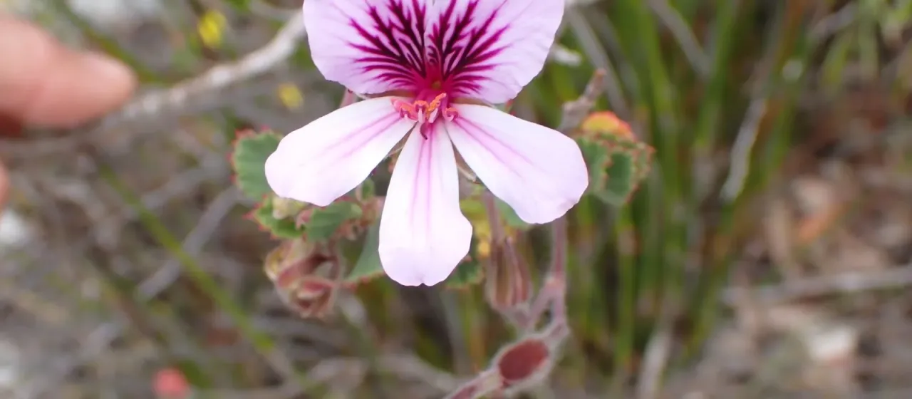 Birch-leaved pelargonium