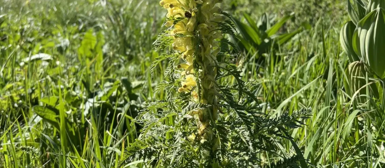 Hoermann's Lousewort
