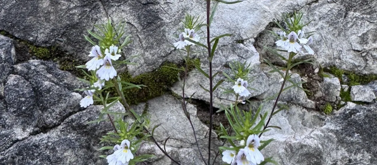 Euphrasia tricuspidata