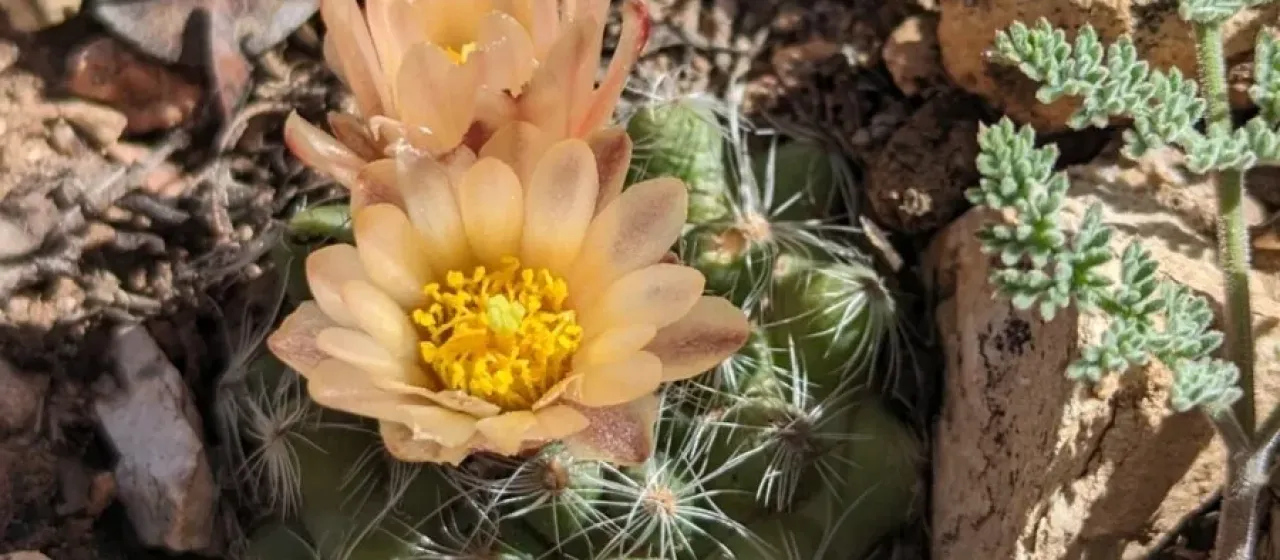 Pediocactus paradinei