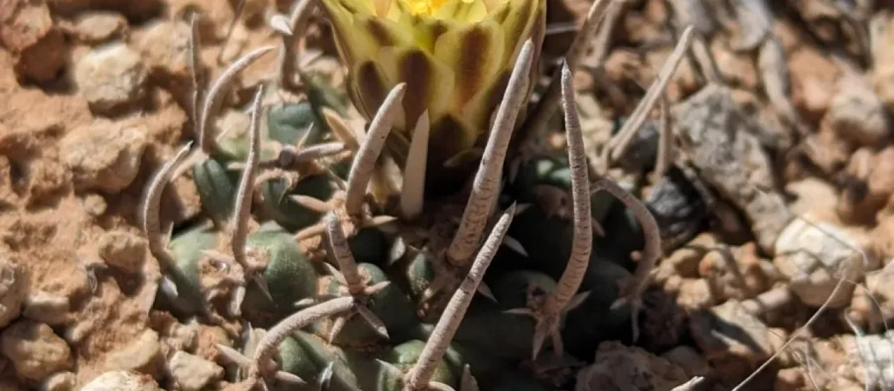 Pediocactus peeblesianus