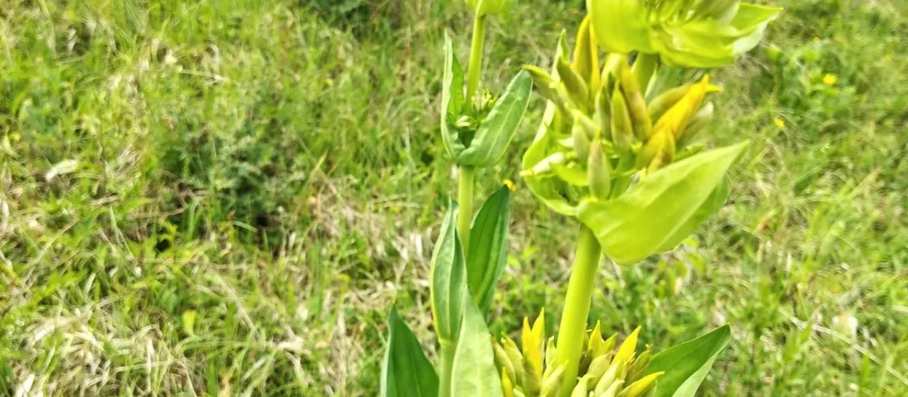 Great yellow gentian