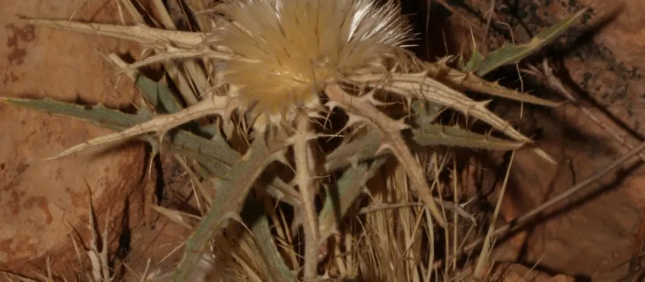 Atractylis carduus