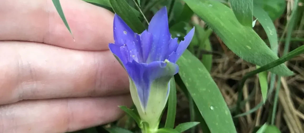 Rough gentian