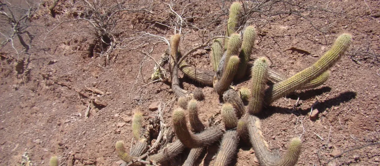 Soehrensia angelesiae