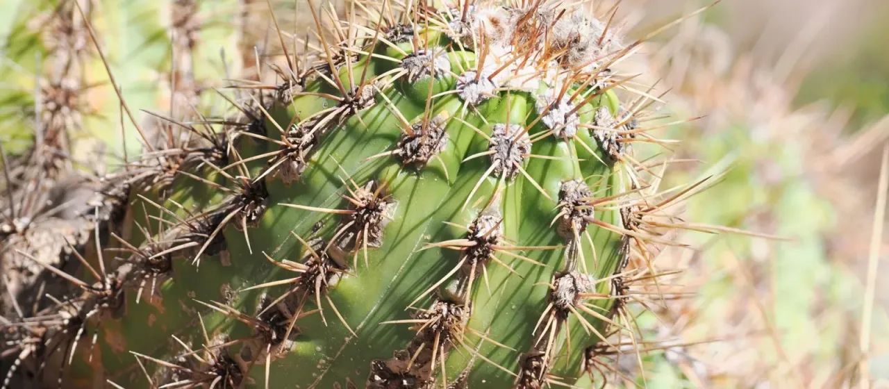 Soehrensia candicans