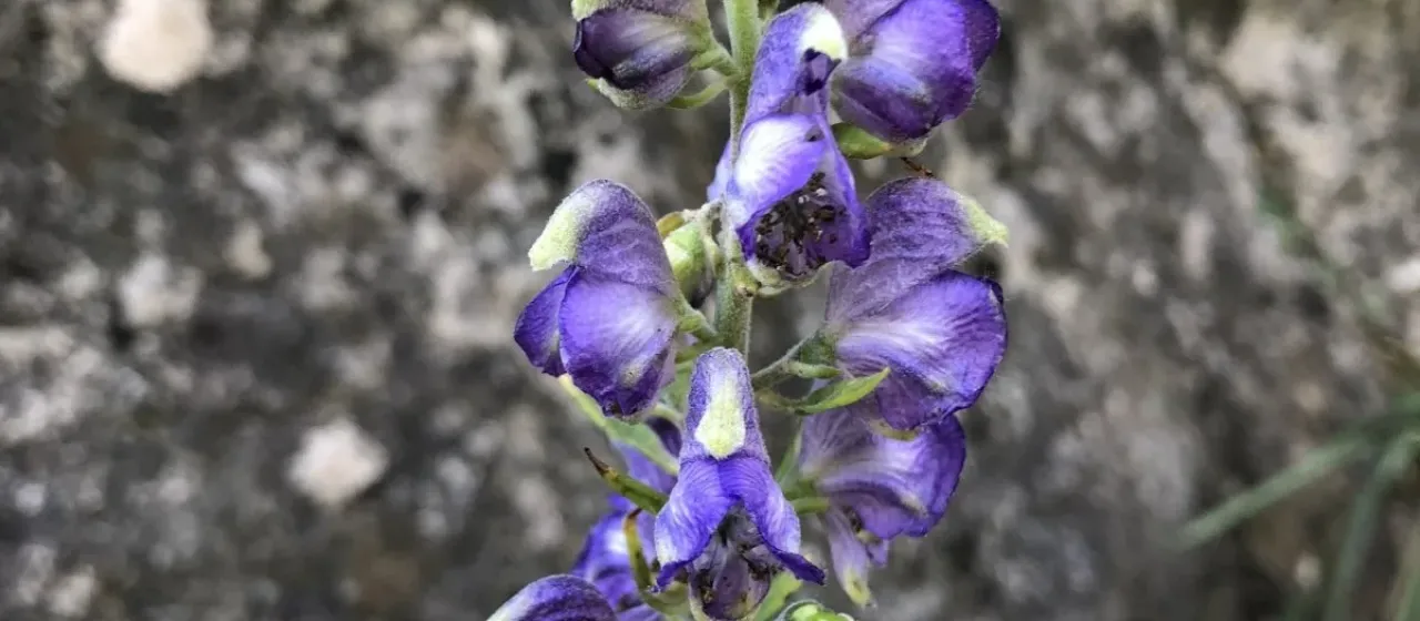 Bucovinian aconite