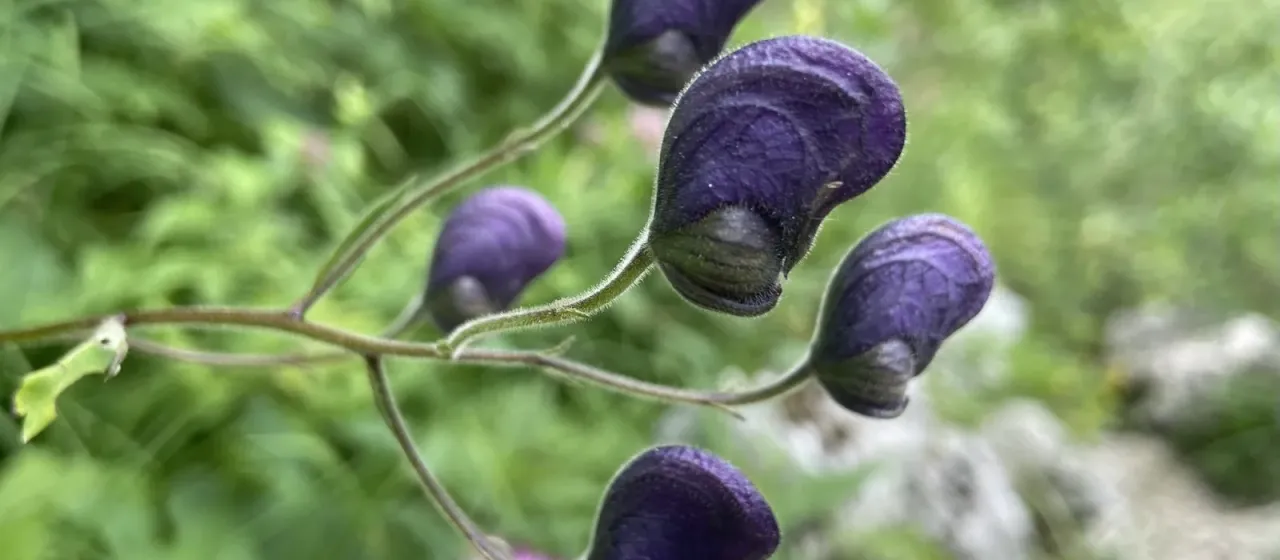 Degen's monkshood