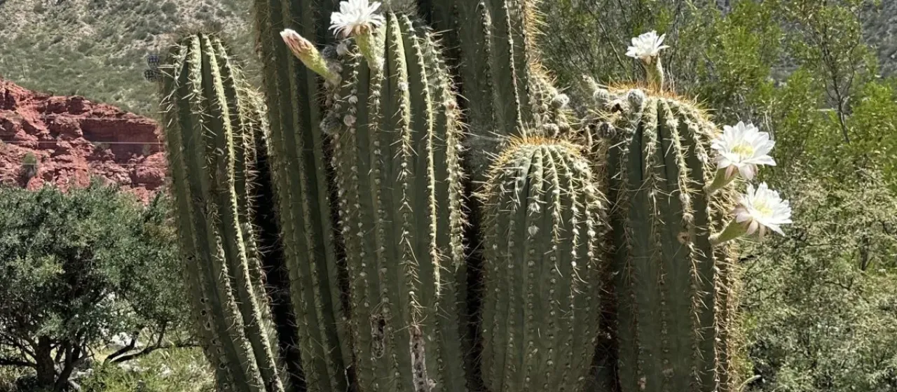 Leucostele terscheckii