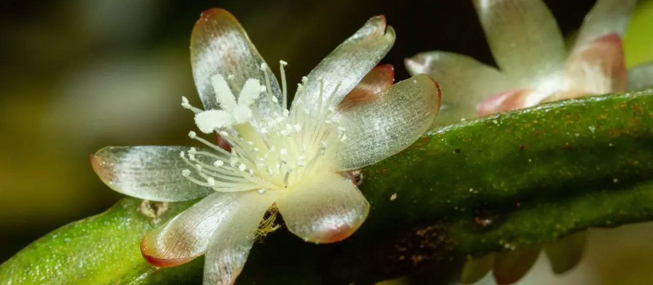 Rhipsalis trigona