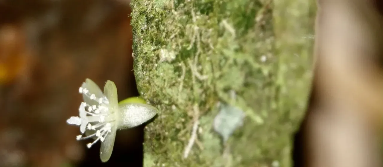 Rhipsalis micrantha