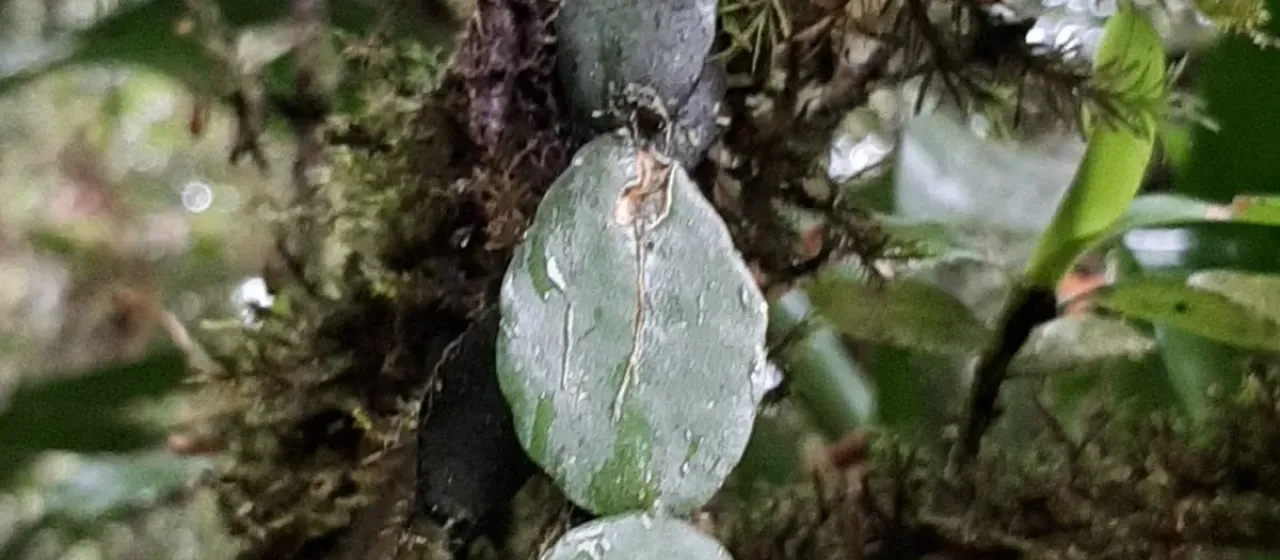 Rhipsalis elliptica