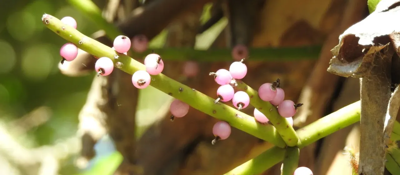 Rhipsalis grandiflora
