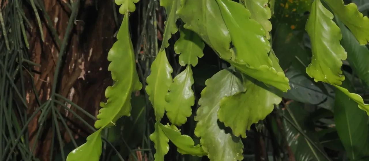 Rhipsalis crispata
