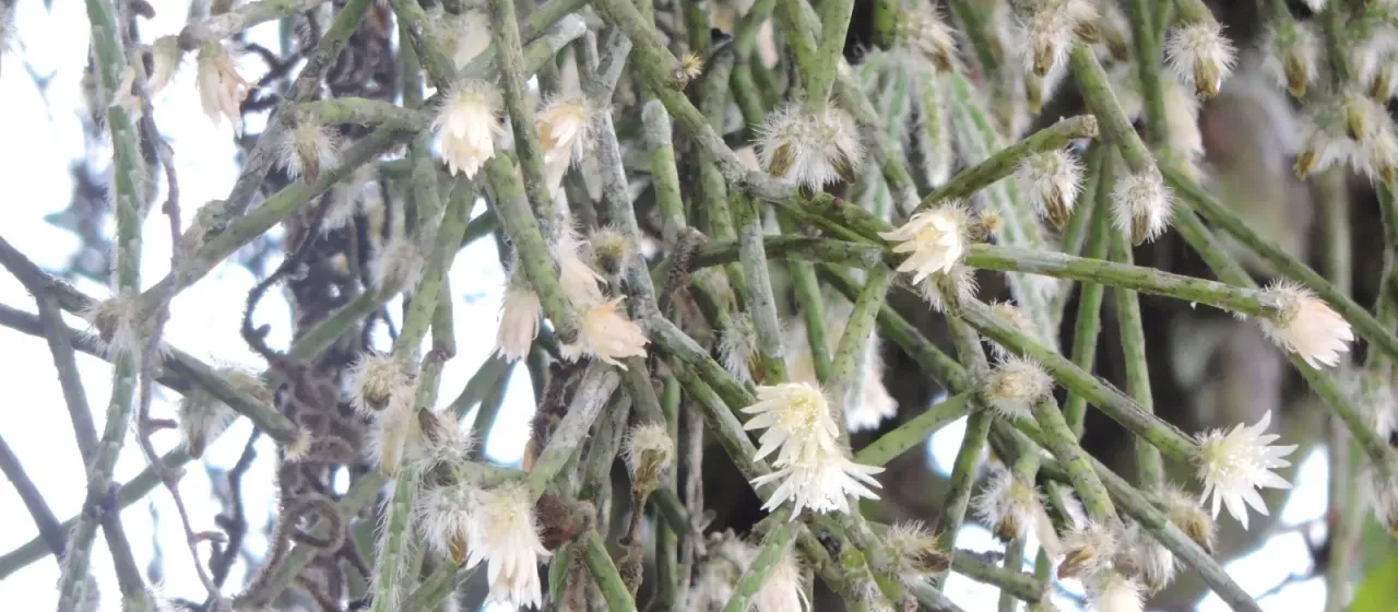 Rhipsalis pilocarpa