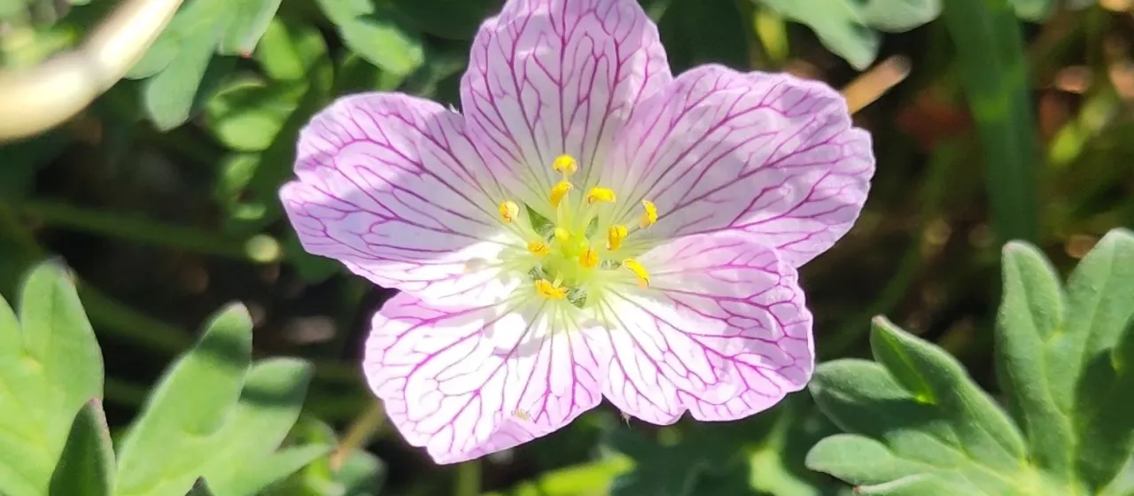 Ashy cranesbill