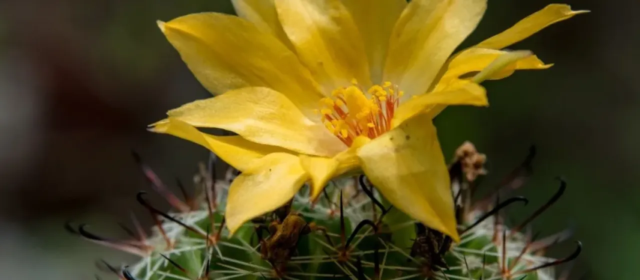 Mammillaria beneckei