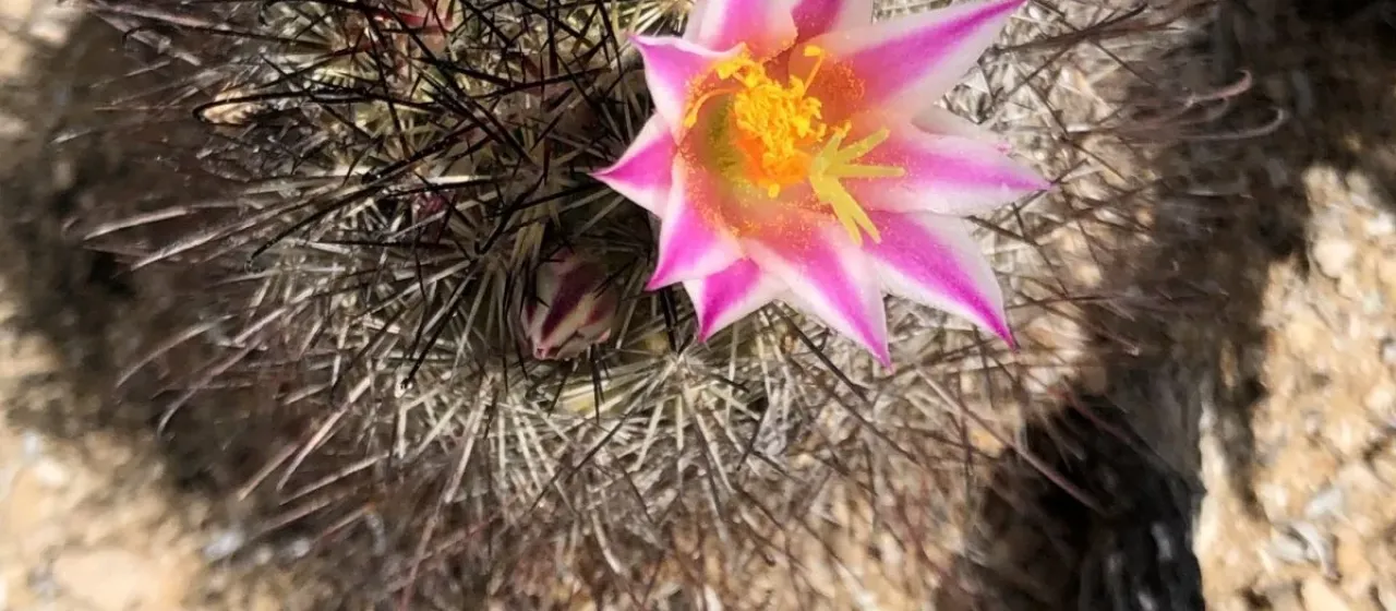 Cochemiea blossfeldiana