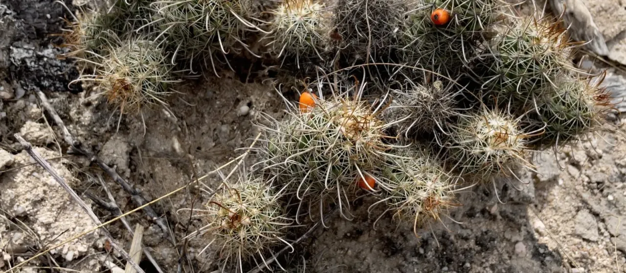 Cochemiea capensis