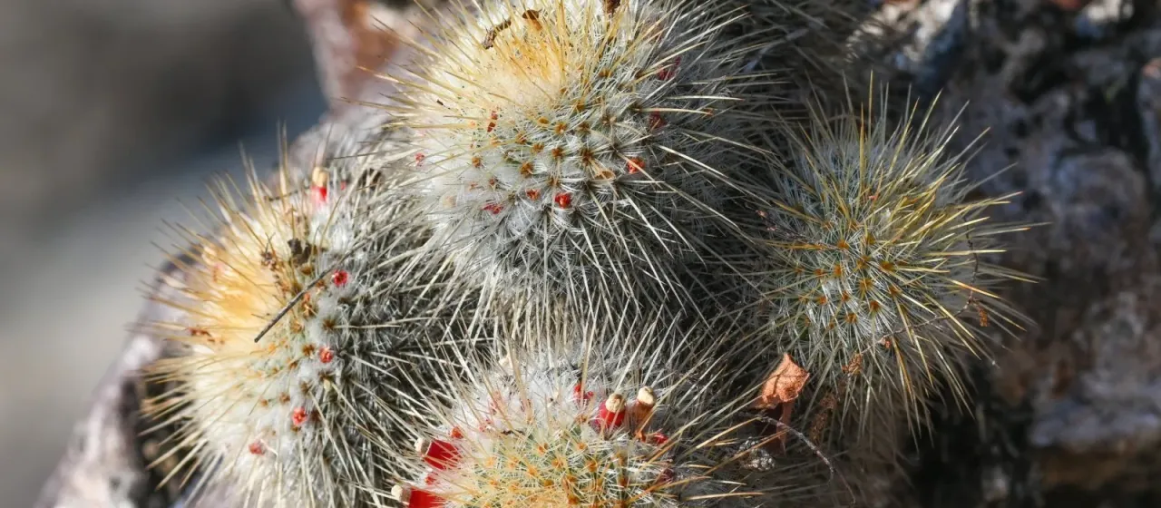 Mammillaria dixanthocentron
