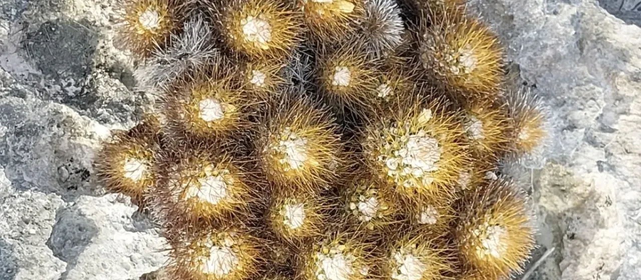 Mammillaria nivosa