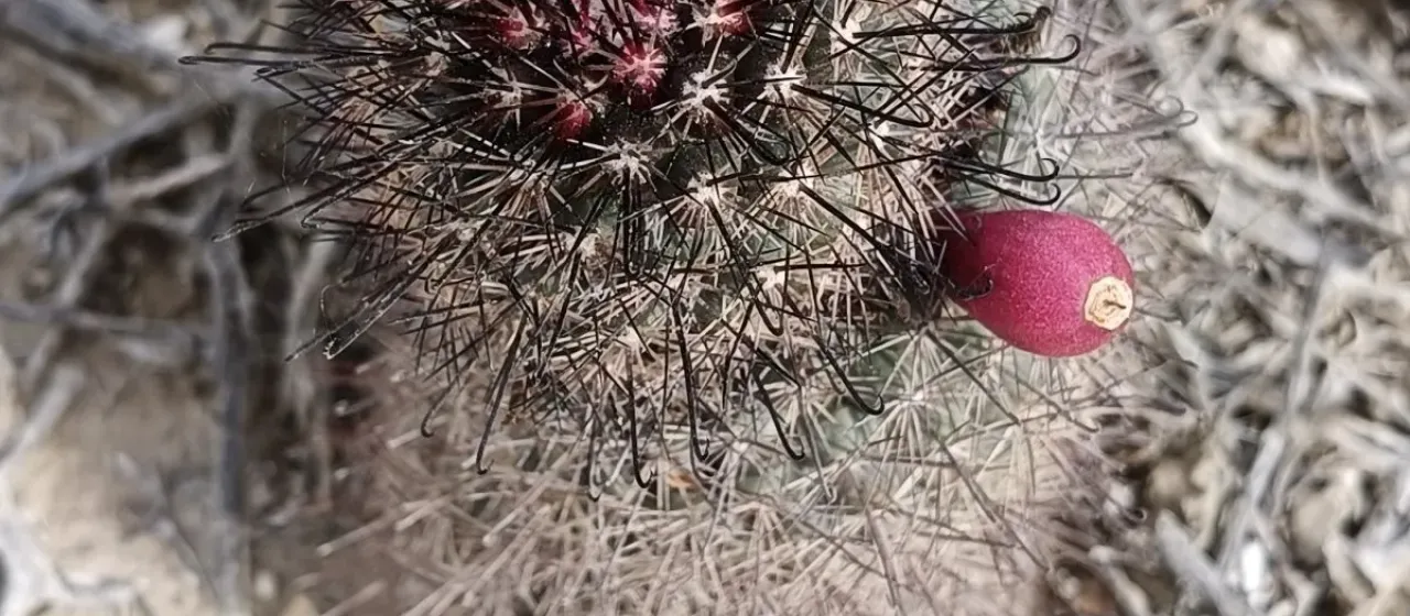 Cochemiea hutchisoniana