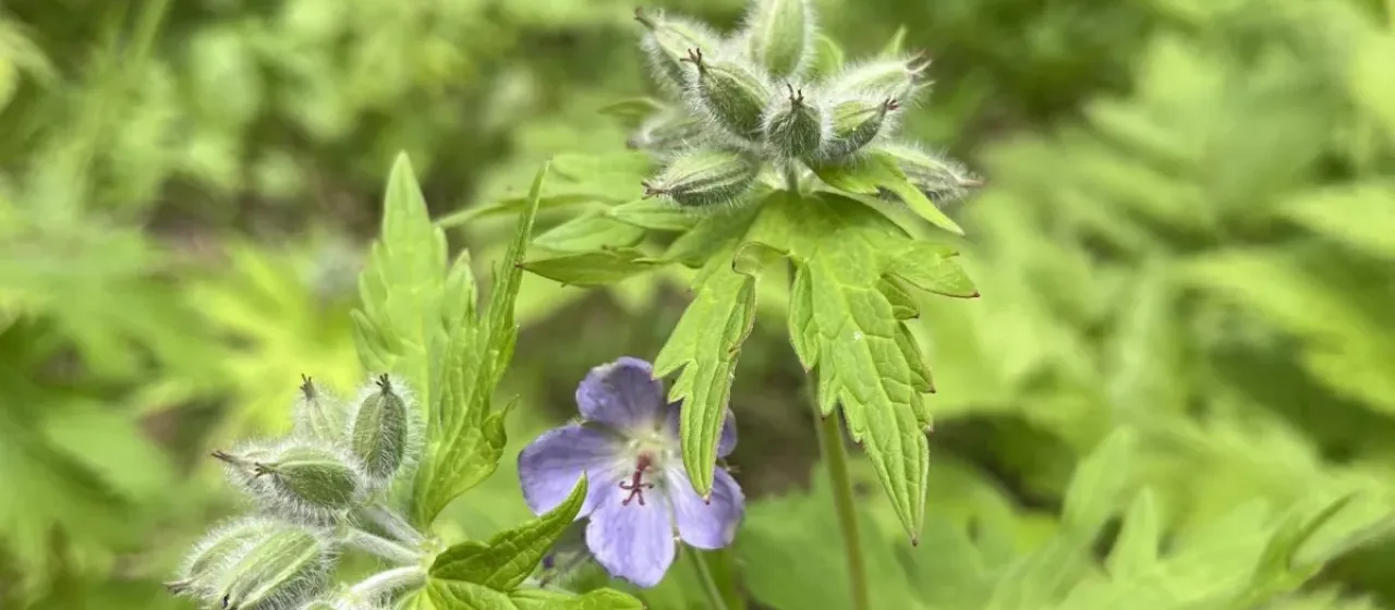 Woolly-stamen geranium