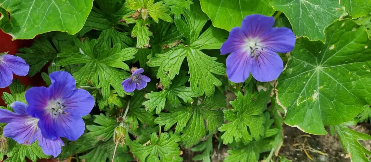 Himalayan geranium