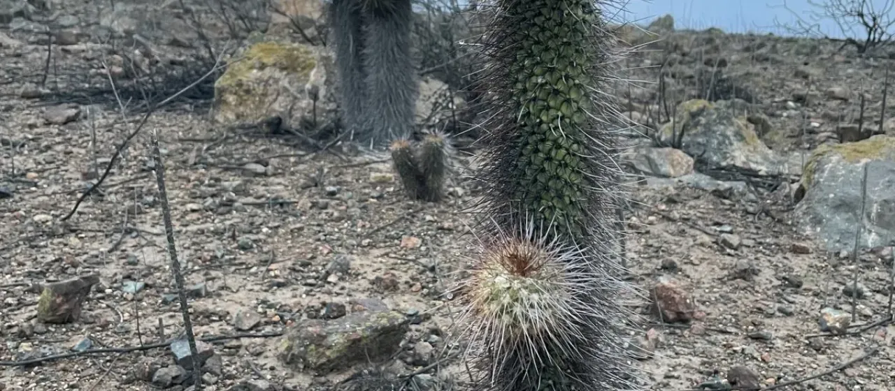 Austrocylindropuntia pachypus