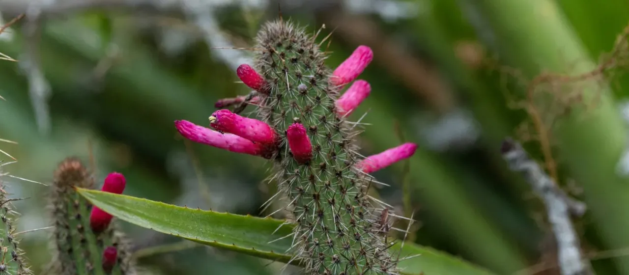 Cleistocactus candelilla