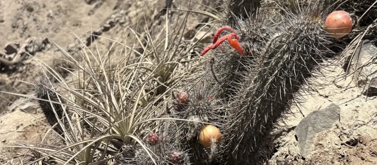Loxanthocereus hystrix