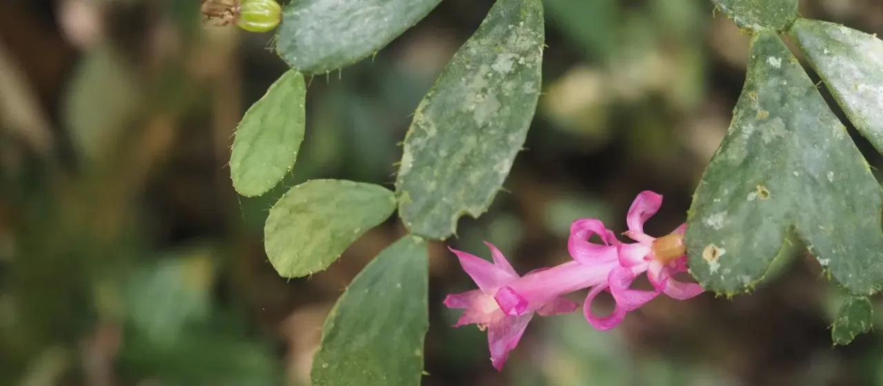 Schlumbergera opuntioides