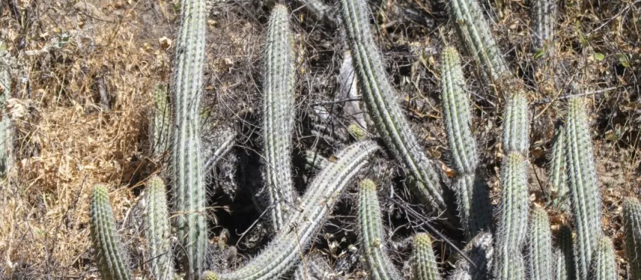 Loxanthocereus pachycladus