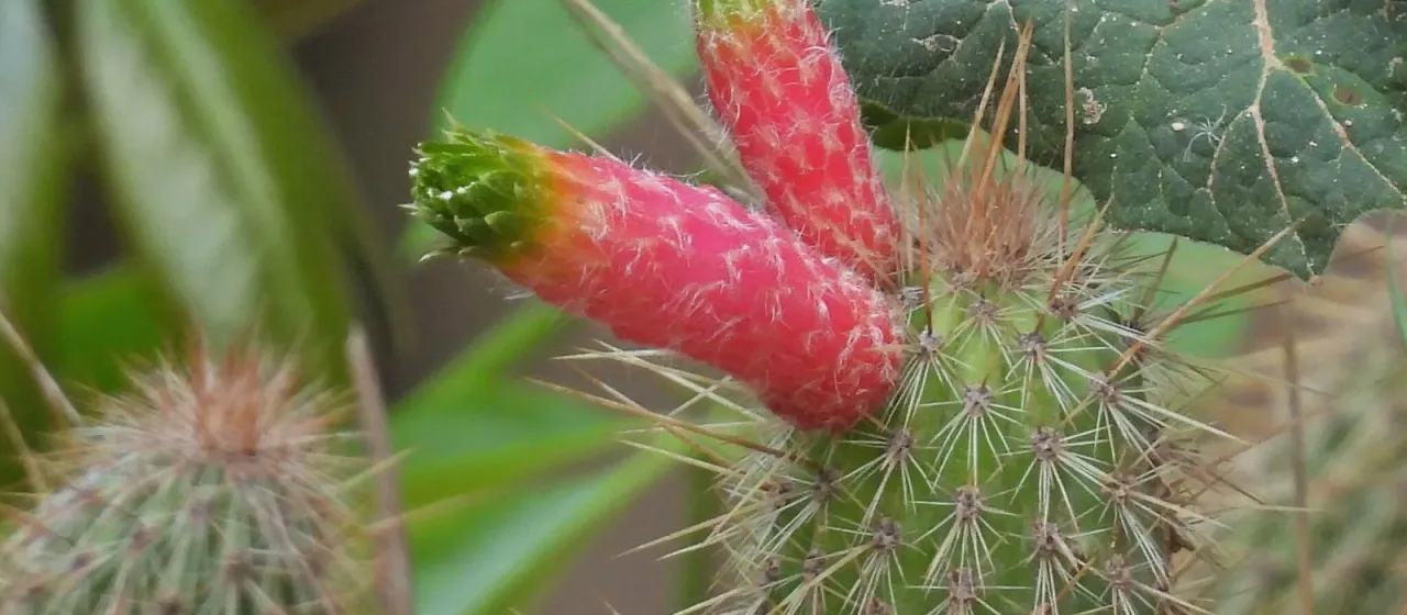 Cleistocactus smaragdiflorus