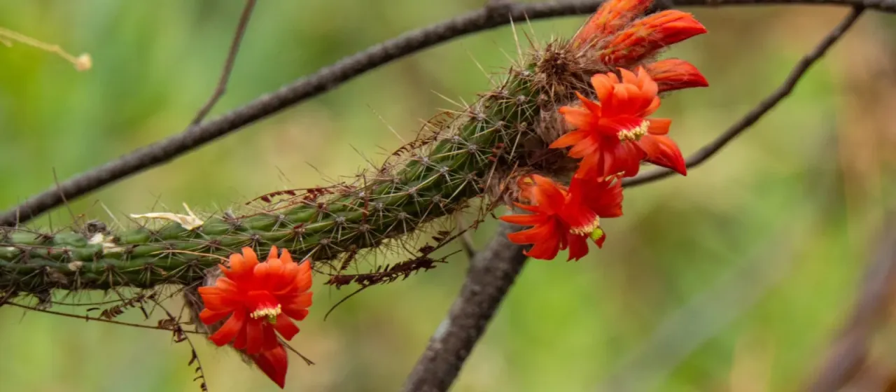 Borzicactus serpens