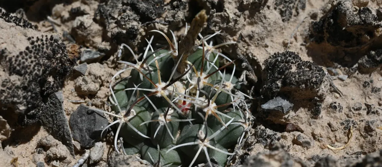 Sclerocactus glaucus