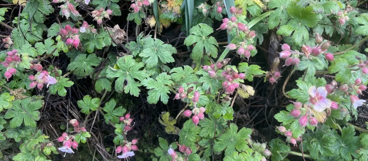 Bigroot geranium