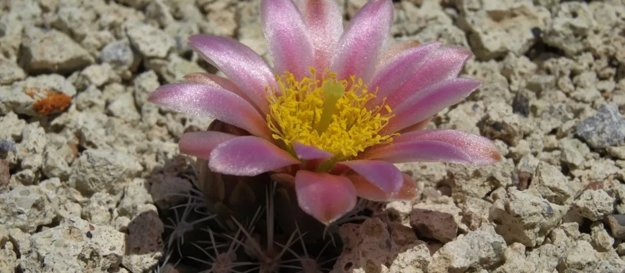 Sclerocactus nyensis